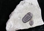 Eldredgeops Trilobite - Centerfield Limestone #10103-3